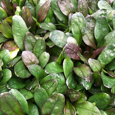 Puriri Lane | Ajuga reptans | Blueberry Muffin