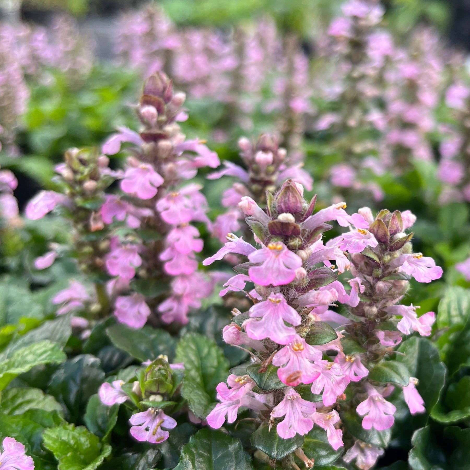 Ajuga reptans | Pink Spire – Addenbrooke