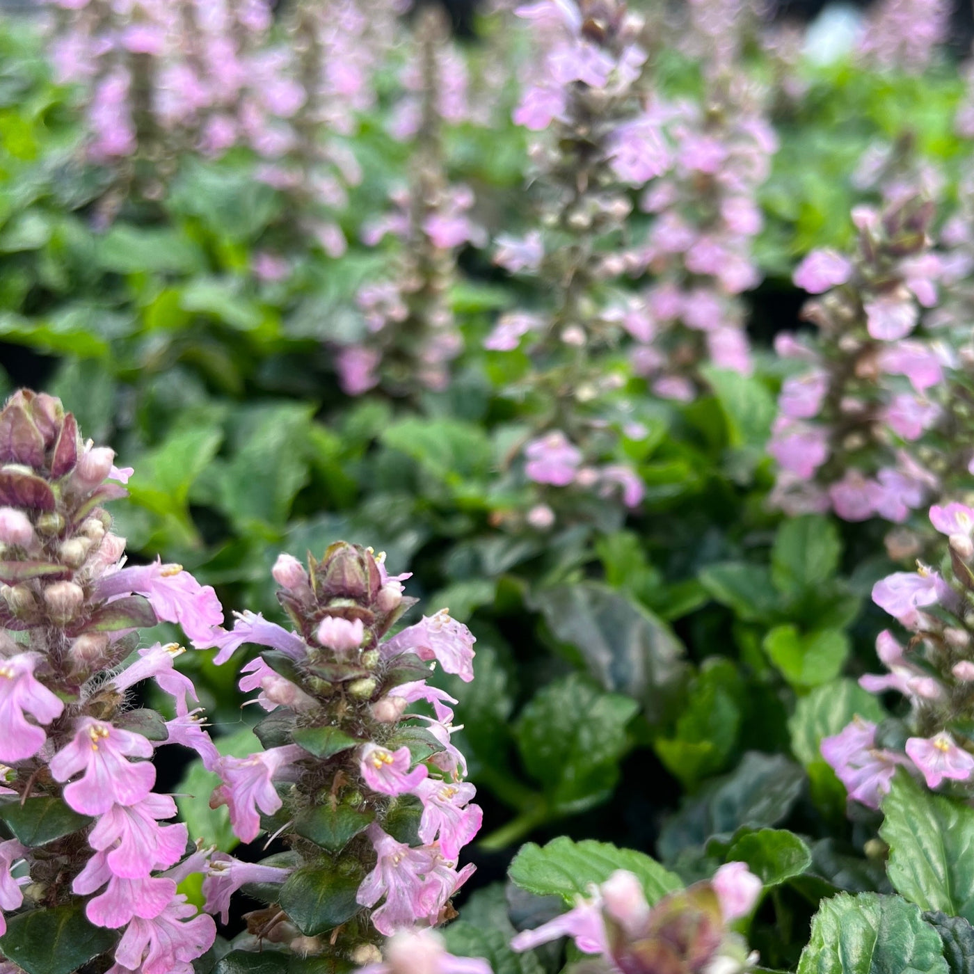 Ajuga reptans | Pink Spire