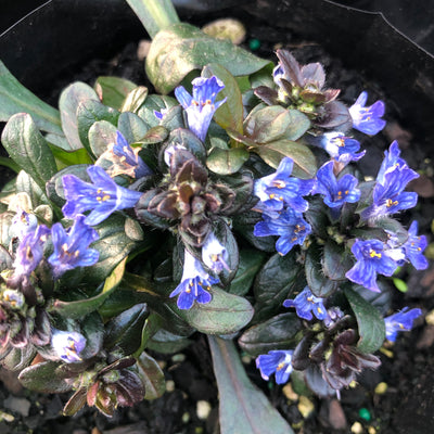 Puriri Lane | Ajuga reptans | Blueberry Muffin