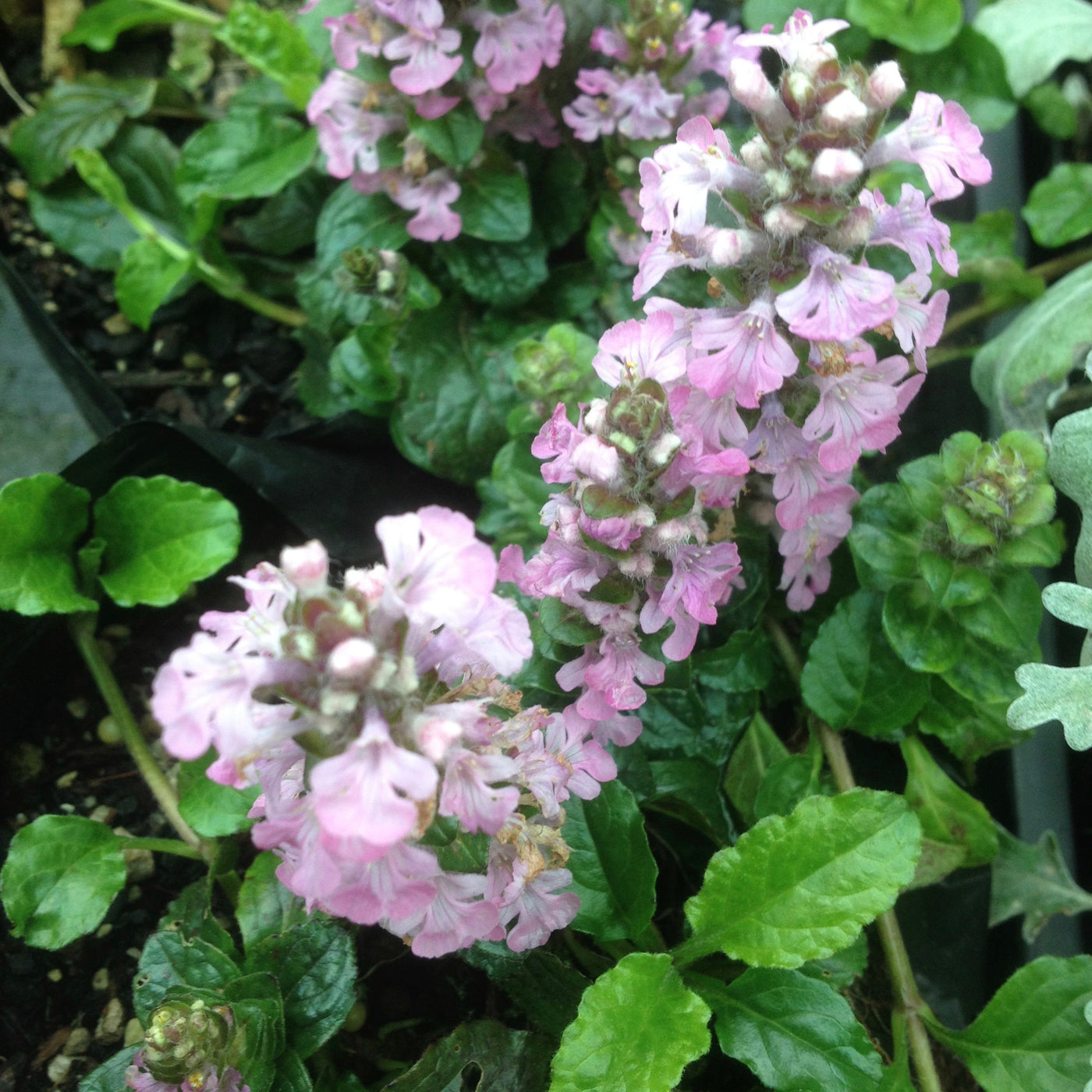 Puriri Lane Ajuga reptans | Pink Spire
