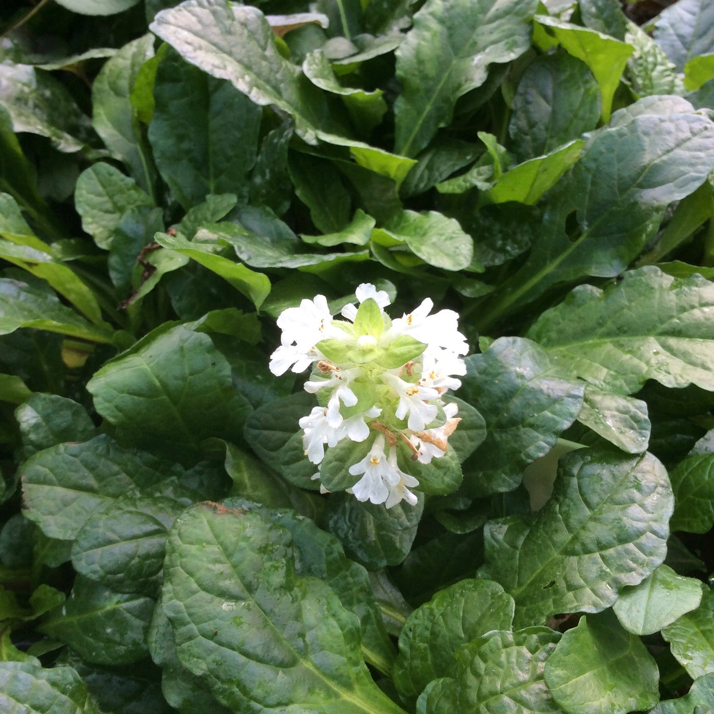 Puriri Lane | Ajuga reptans | Alba