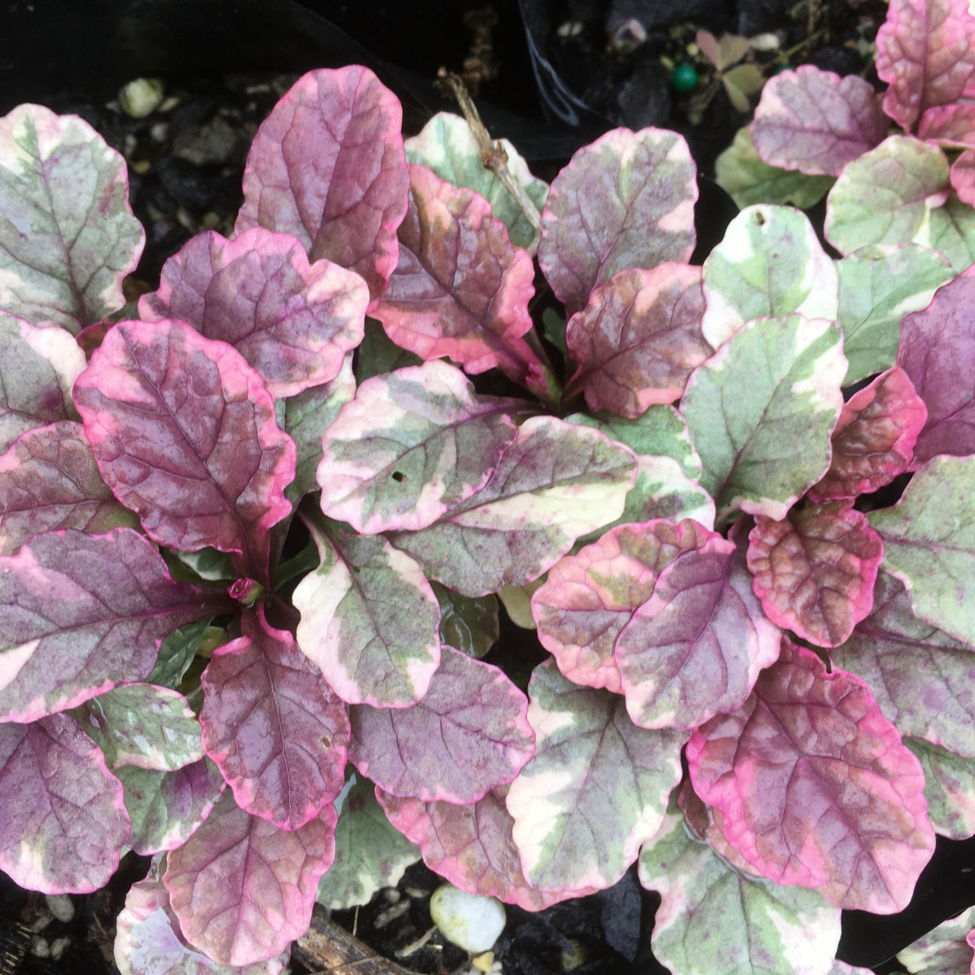 Puriri Lane | Ajuga reptans variegata | Burgundy Glow