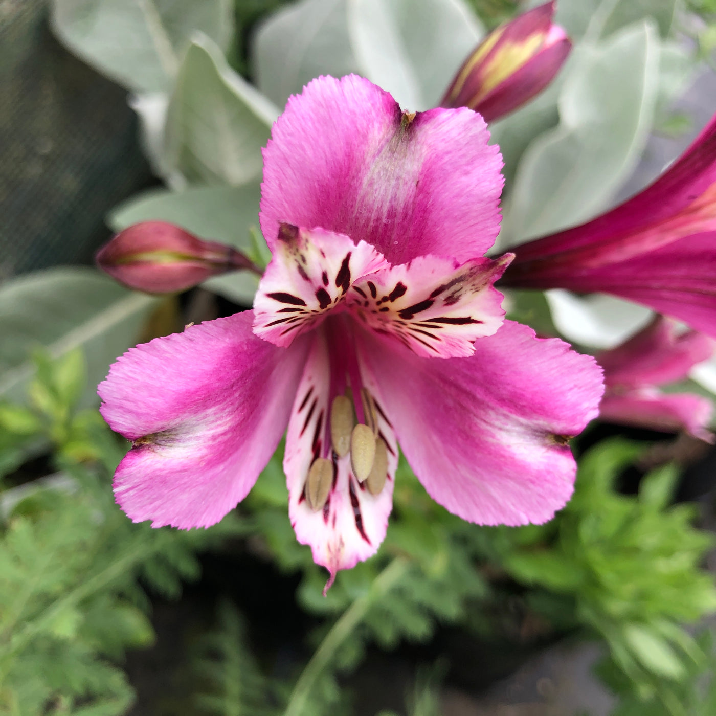 Puriri Lane | Alstroemeria | Lavender Lady