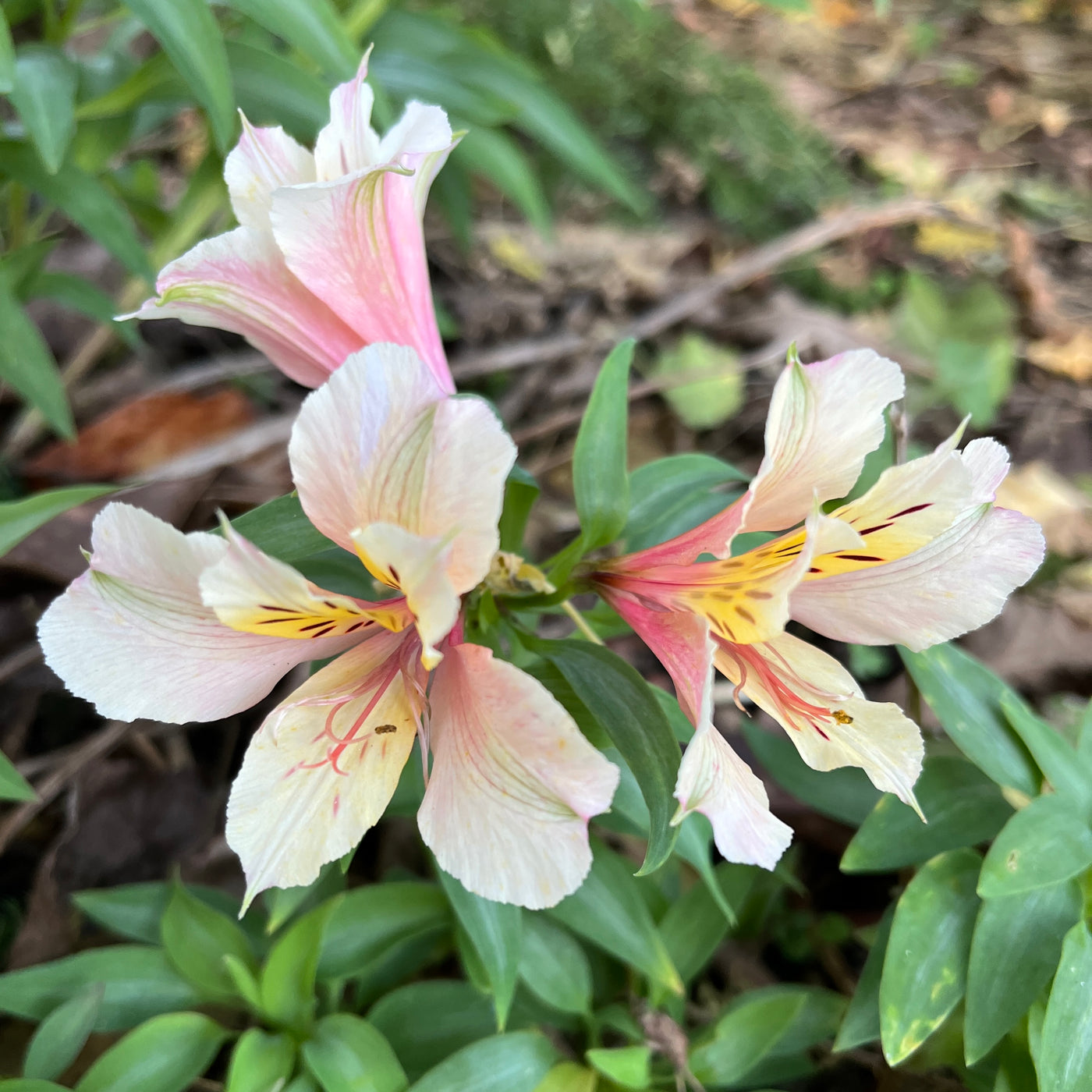 Puriri Lane | Alstroemeria | Peach Punch