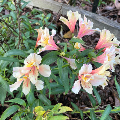 Puriri Lane | Alstroemeria | Peach Punch