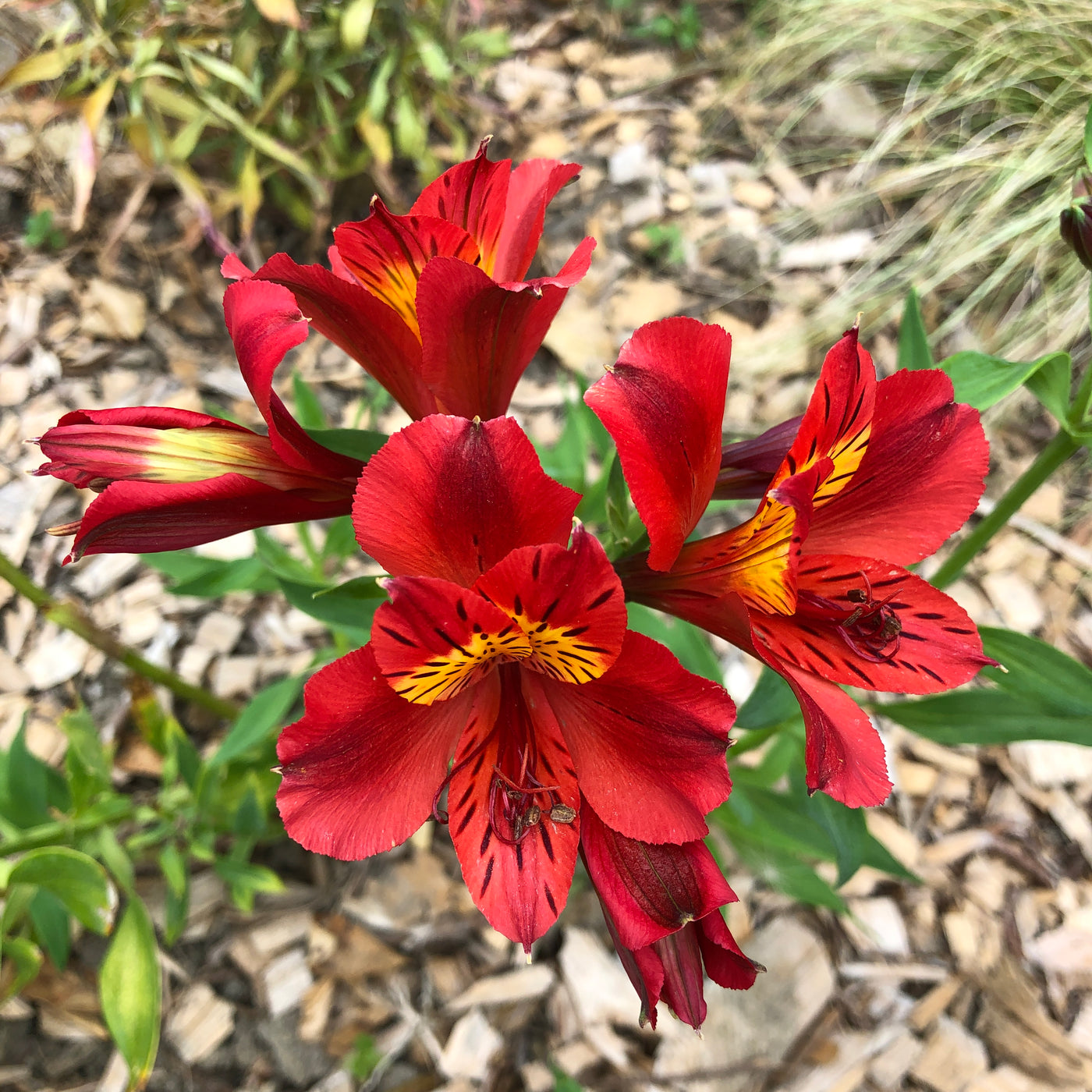 Puriri Lane | Alstroemeria | Red Baron