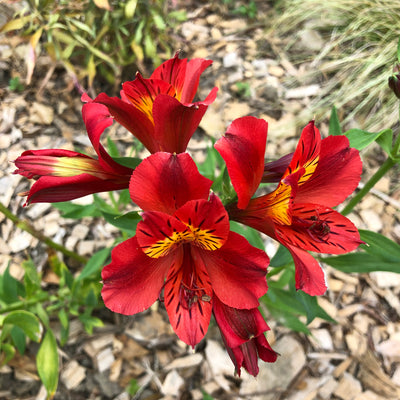 Puriri Lane | Alstroemeria | Red Baron