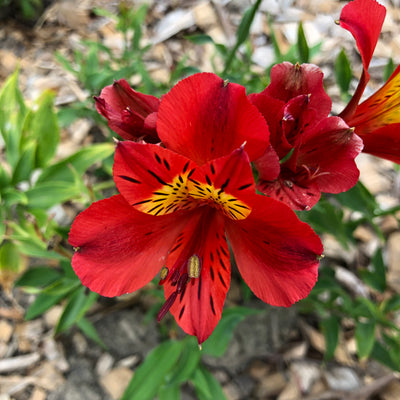 Puriri Lane | Alstroemeria | Red Baron