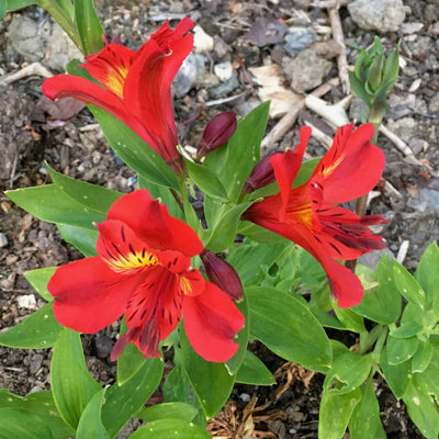 Puriri Lane | Alstroemeria | Red Baron