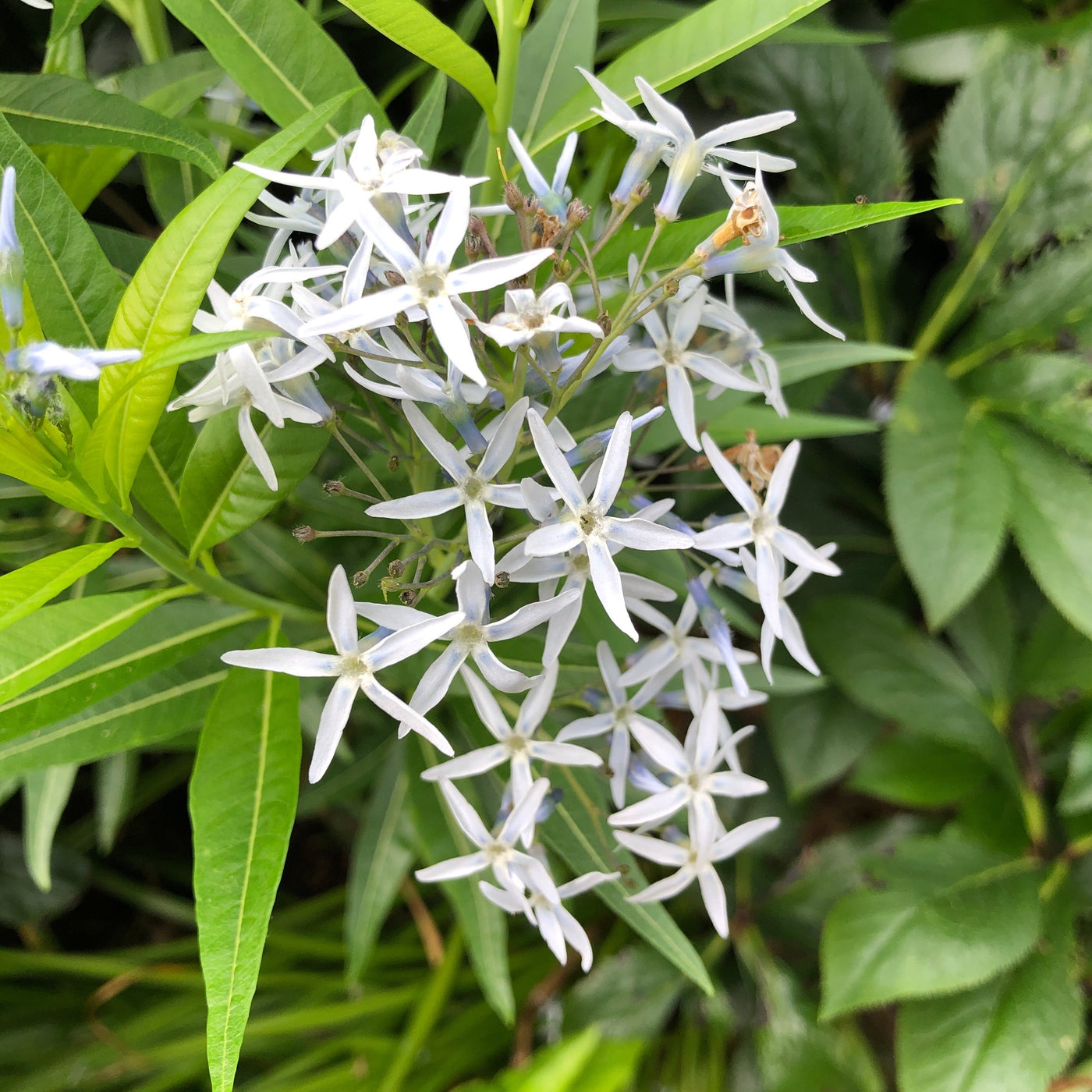 Puriri Lane | Amsonia tabernaemontana | Blue Star