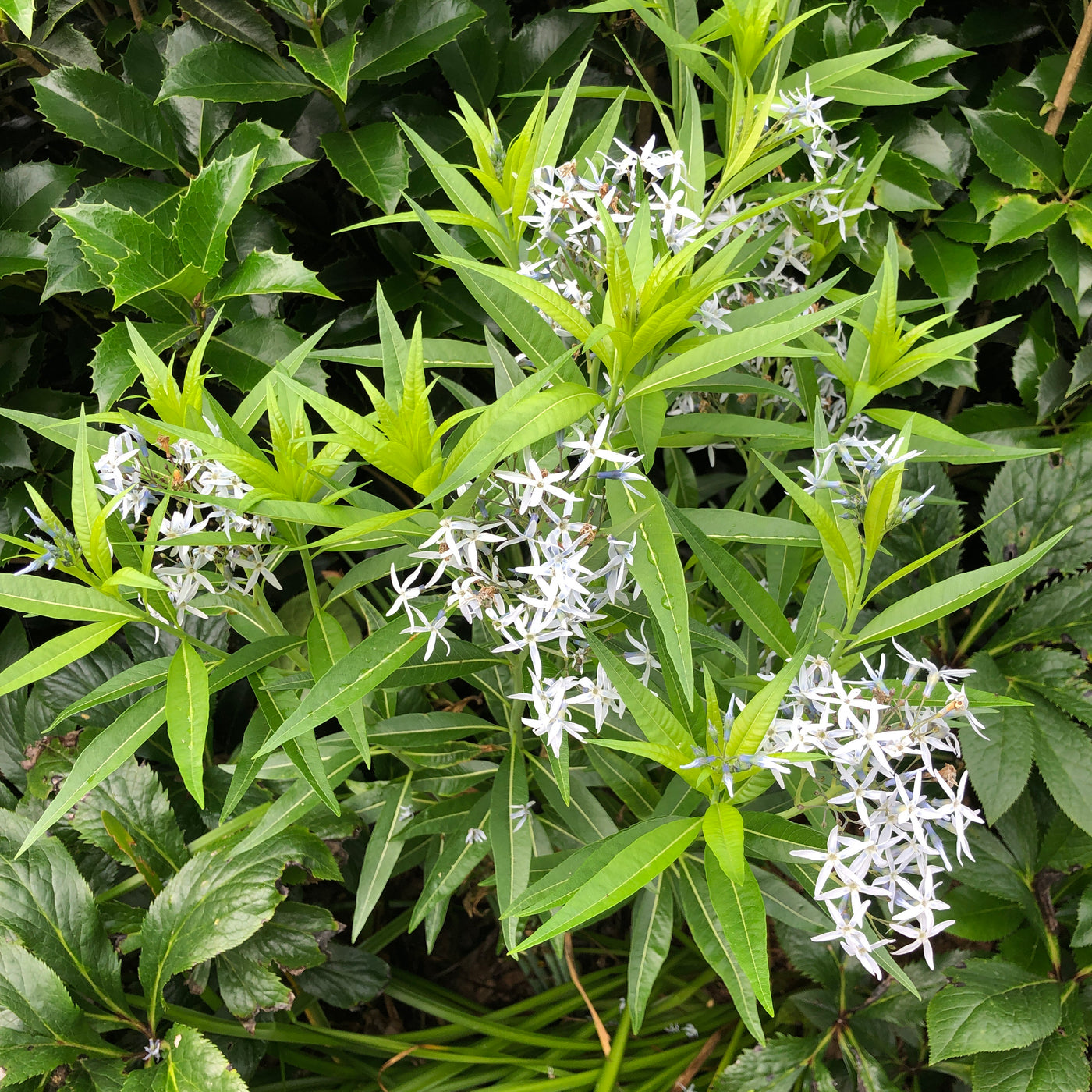 Puriri Lane | Amsonia tabernaemontana | Blue Star