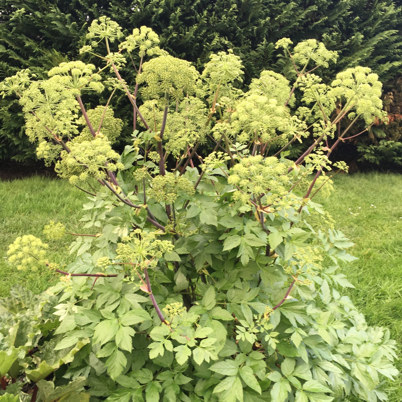 Puriri Lane | Angelica archangelica
