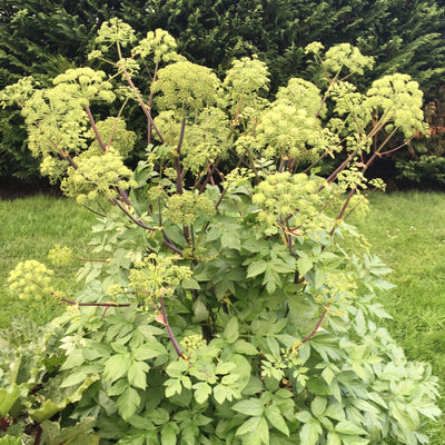 Puriri Lane | Angelica archangelica