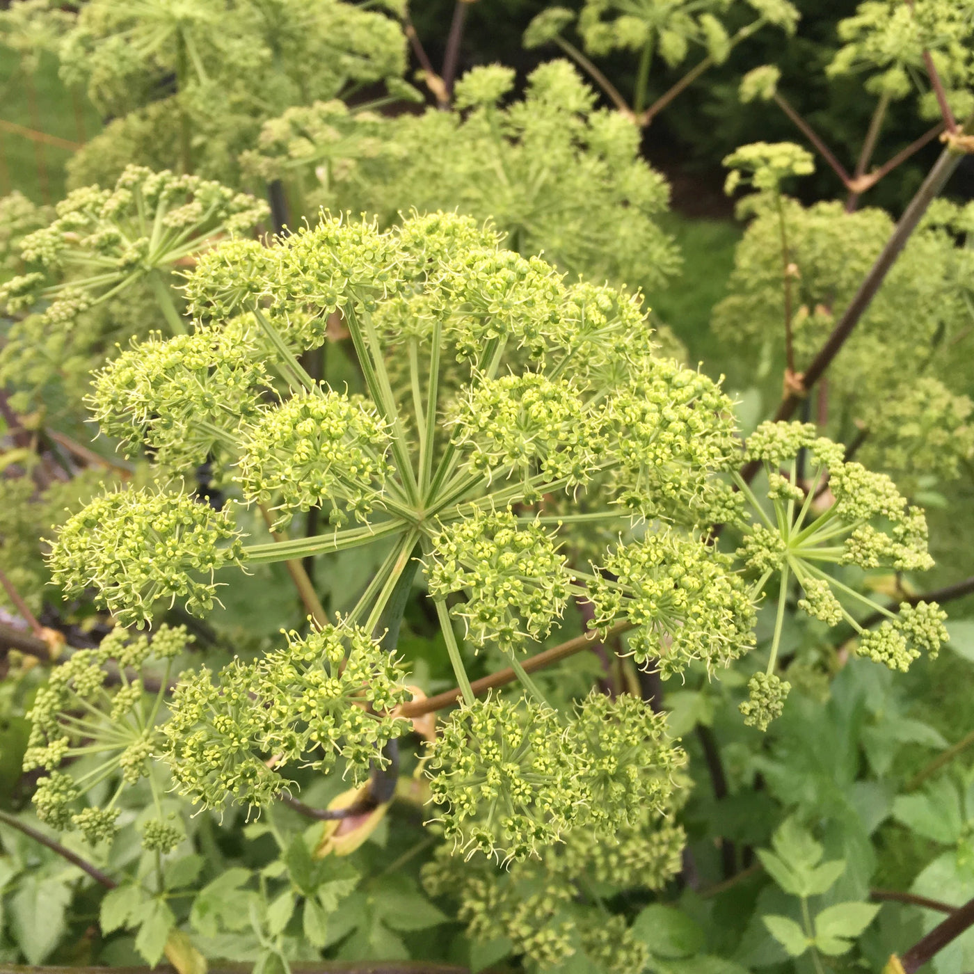 Puriri Lane | Angelica archangelica