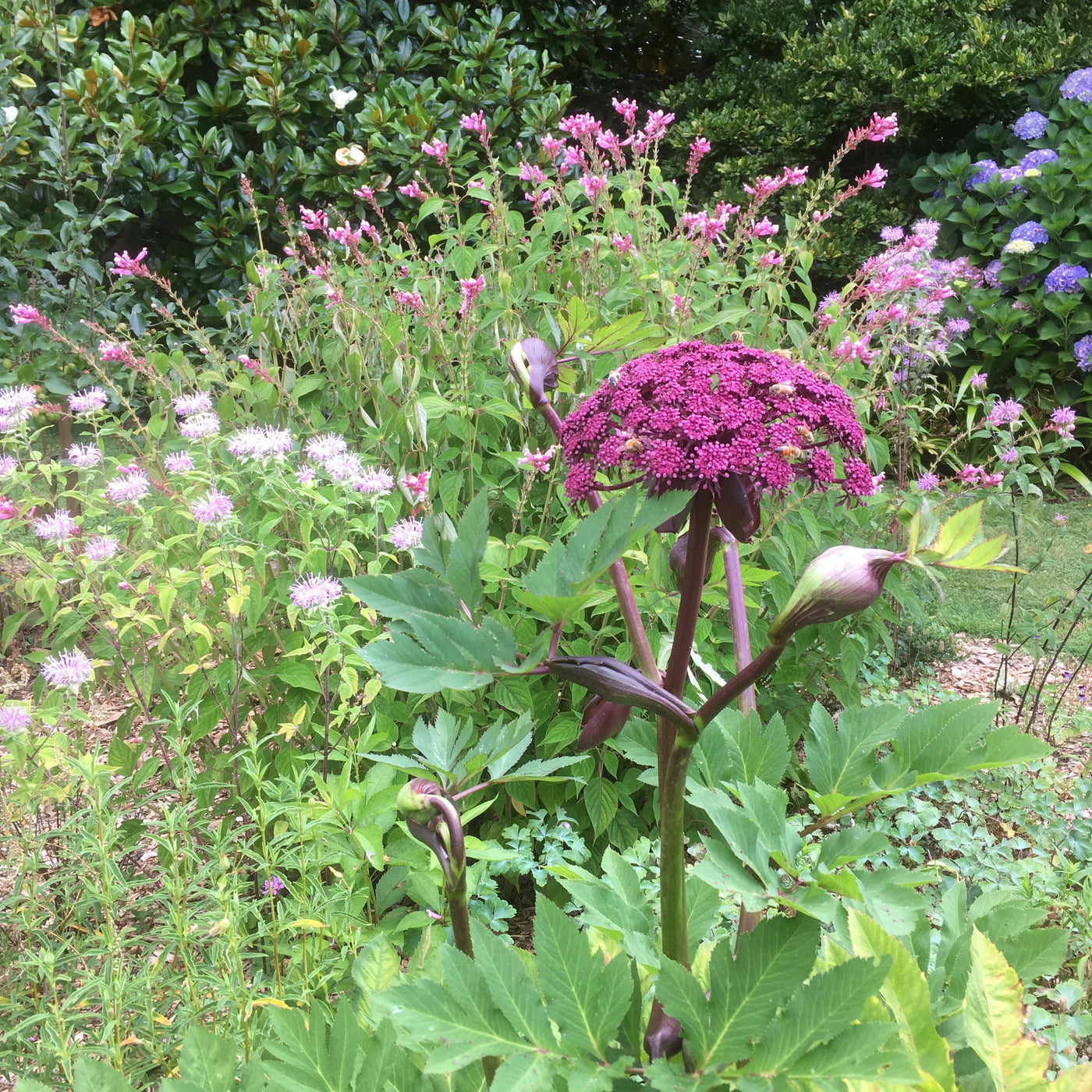 Puriri Lane | Angelica Gigas