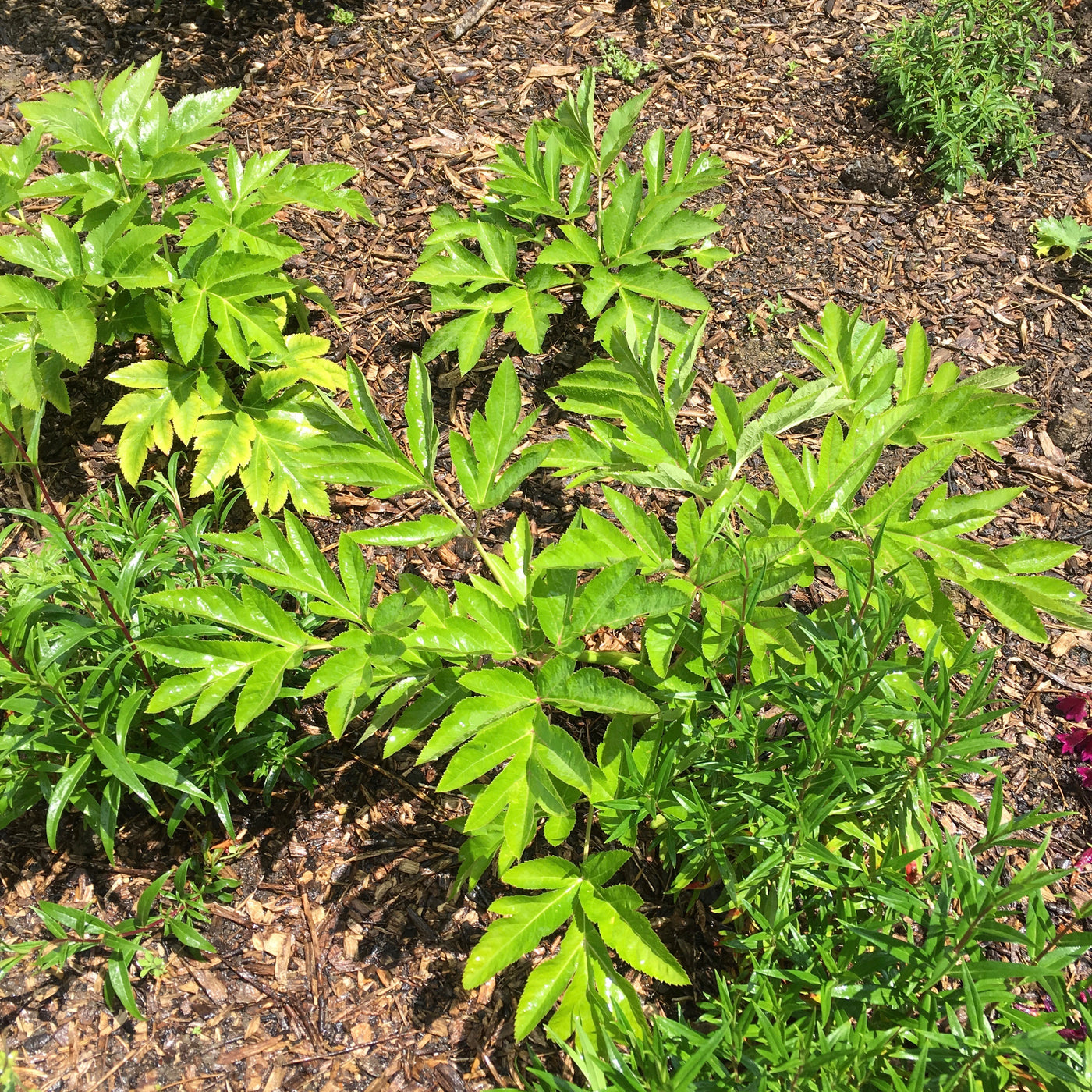 Puriri Lane | Angelica Gigas