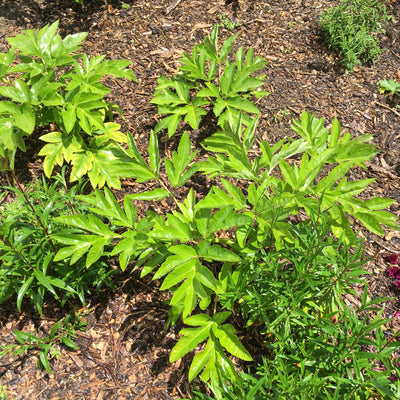 Puriri Lane | Angelica Gigas