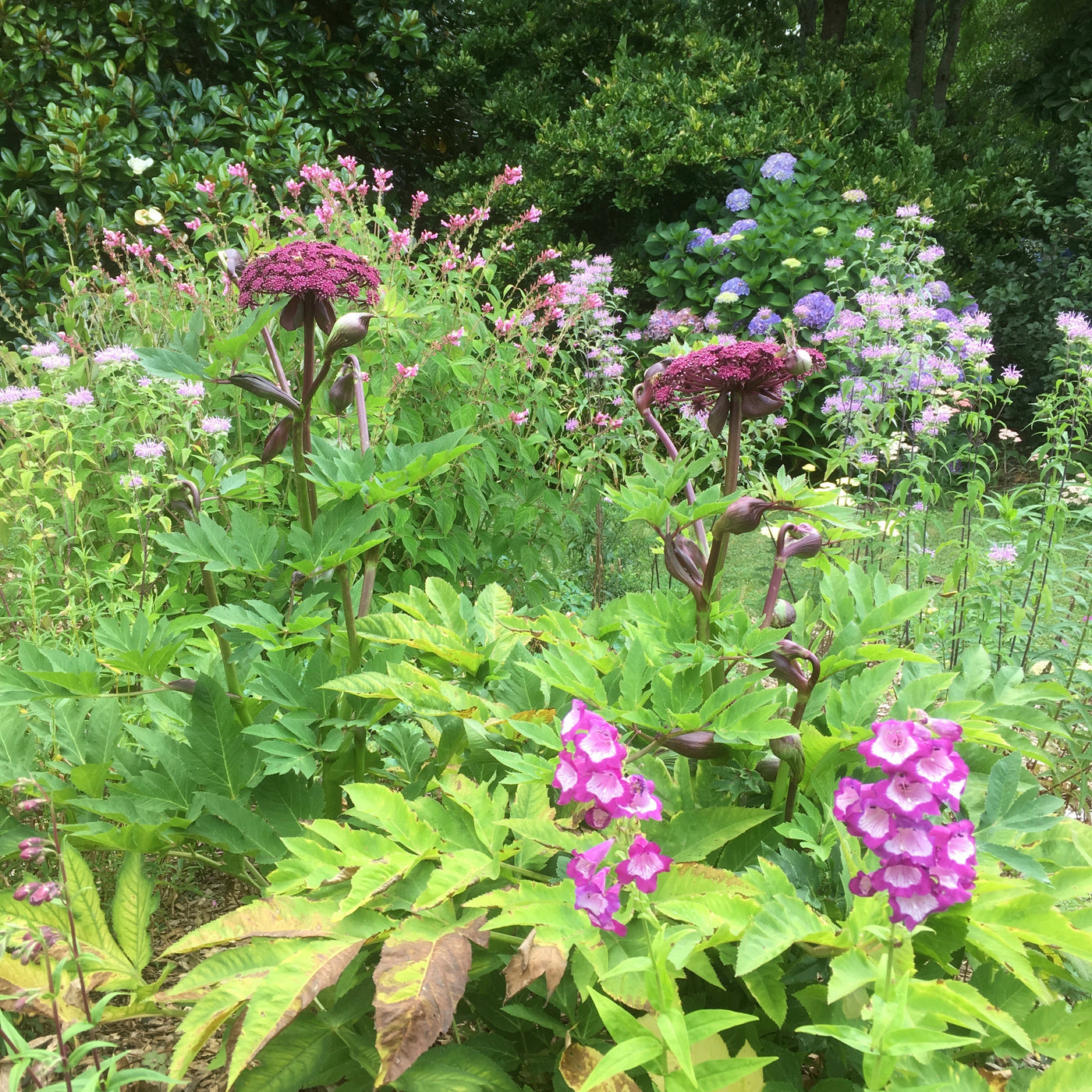 Puriri Lane | Angelica Gigas