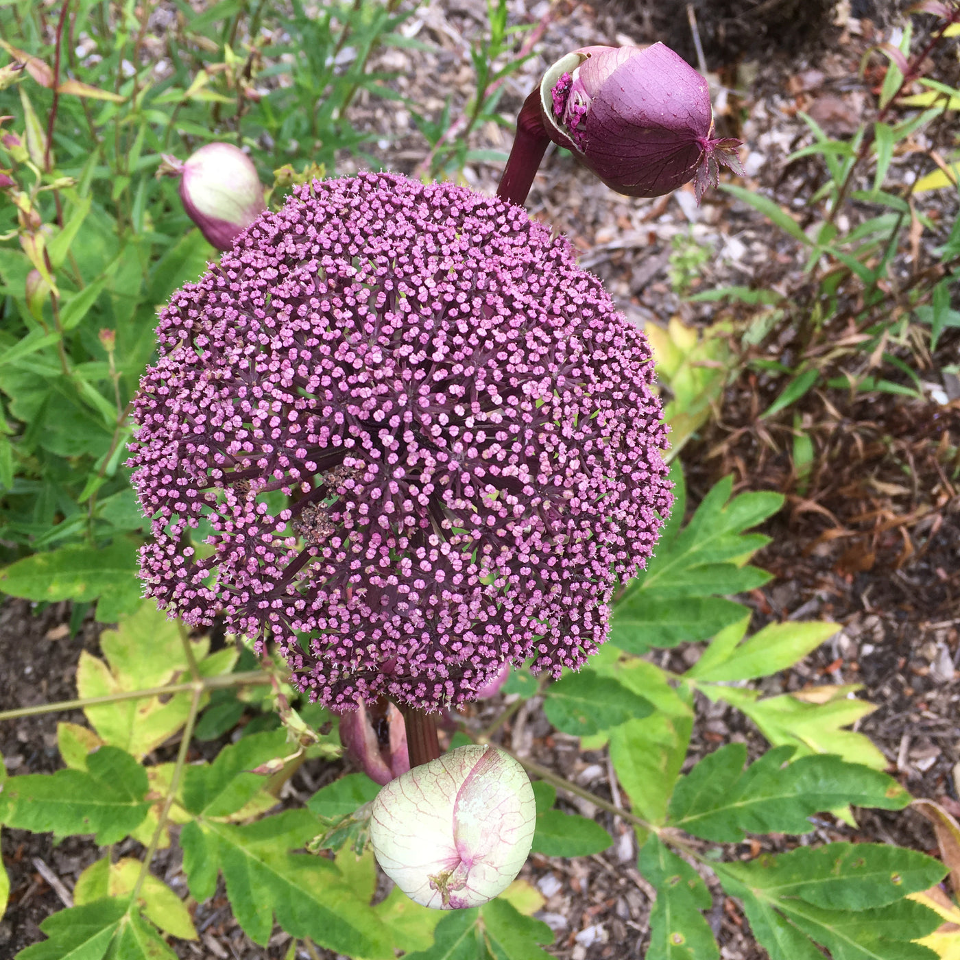 Puriri Lane | Angelica Gigas