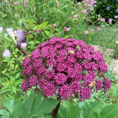 Puriri Lane | Angelica Gigas