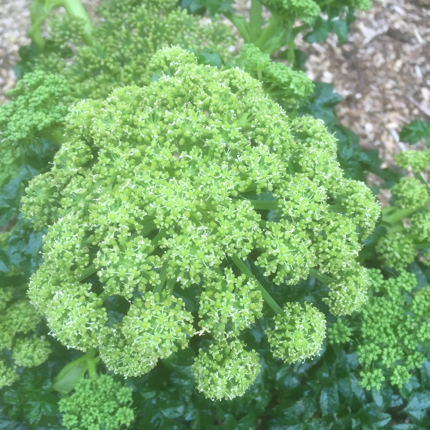 Puriri Lane | Angelica | Pachycarpa