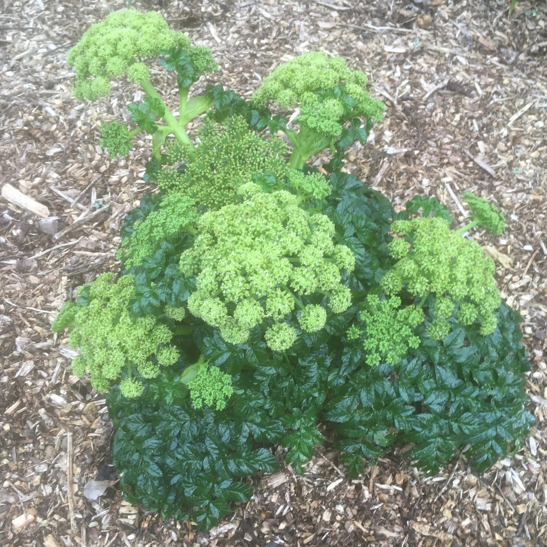 Angelica pachycarpa  Addenbrooke