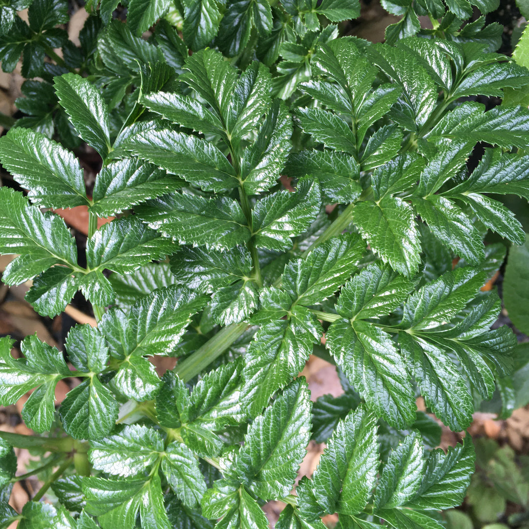 angelica plant leaves Angelica pachycarpa – Addenbrooke