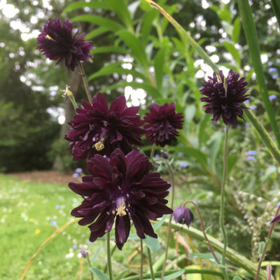 Puriri Lane | Aquilegia vulgaris var. stellata  | Black Barlow