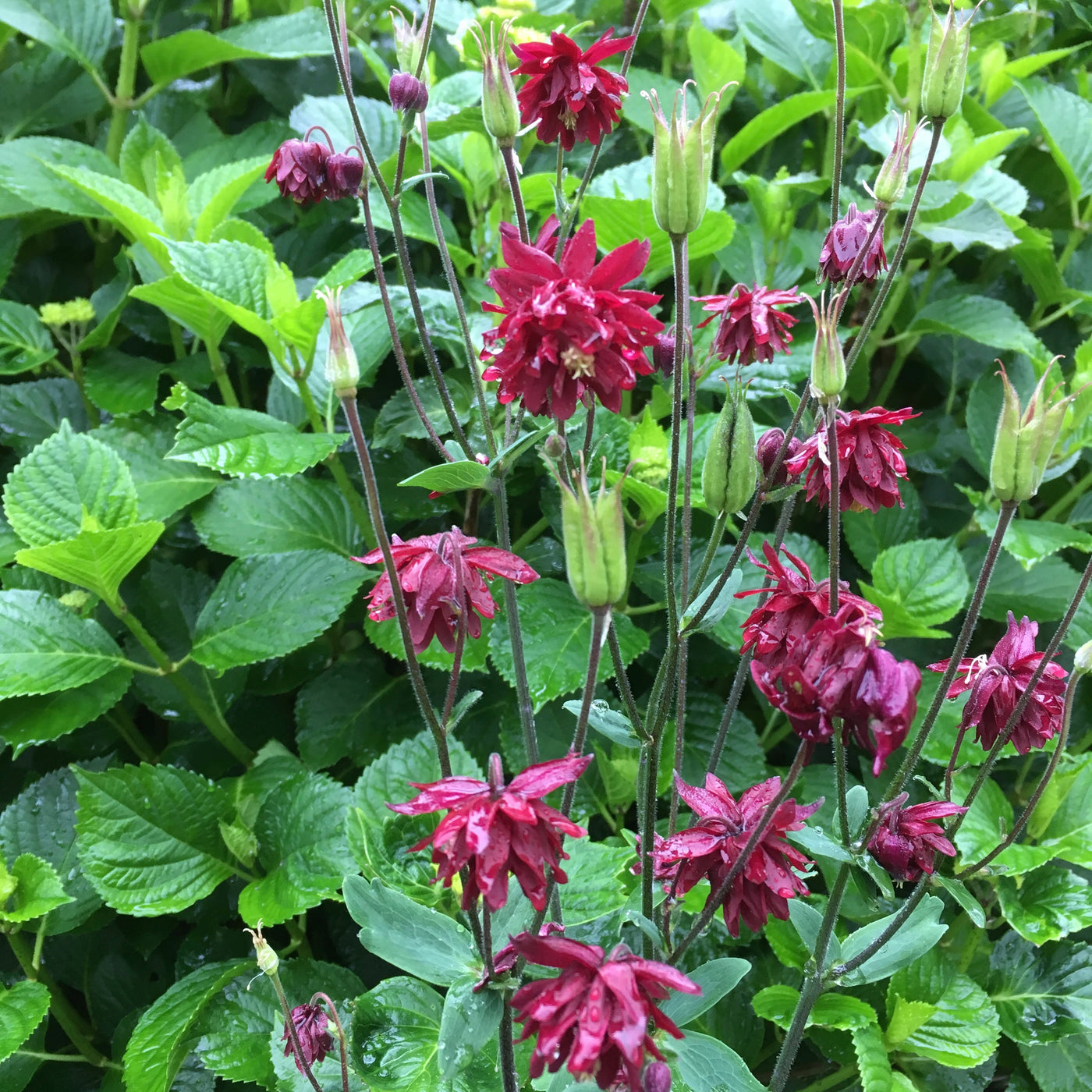 Puriri Lane | Aquilegia vulgaris var. stellata | Ruby Port