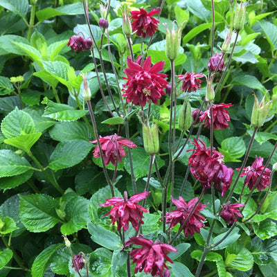 Puriri Lane | Aquilegia vulgaris var. stellata | Ruby Port
