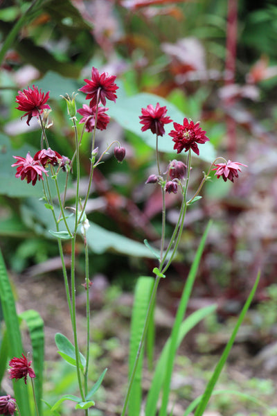 Puriri Lane | Aquilegia vulgaris var. stellata | Ruby Port