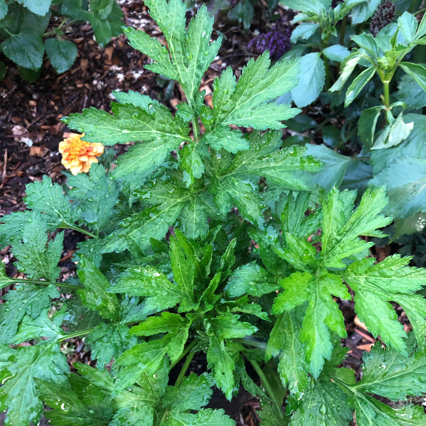 Puriri Lane | Artemisia lactiflora 