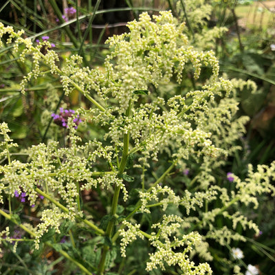 Puriri Lane | Artemisia lactiflora 
