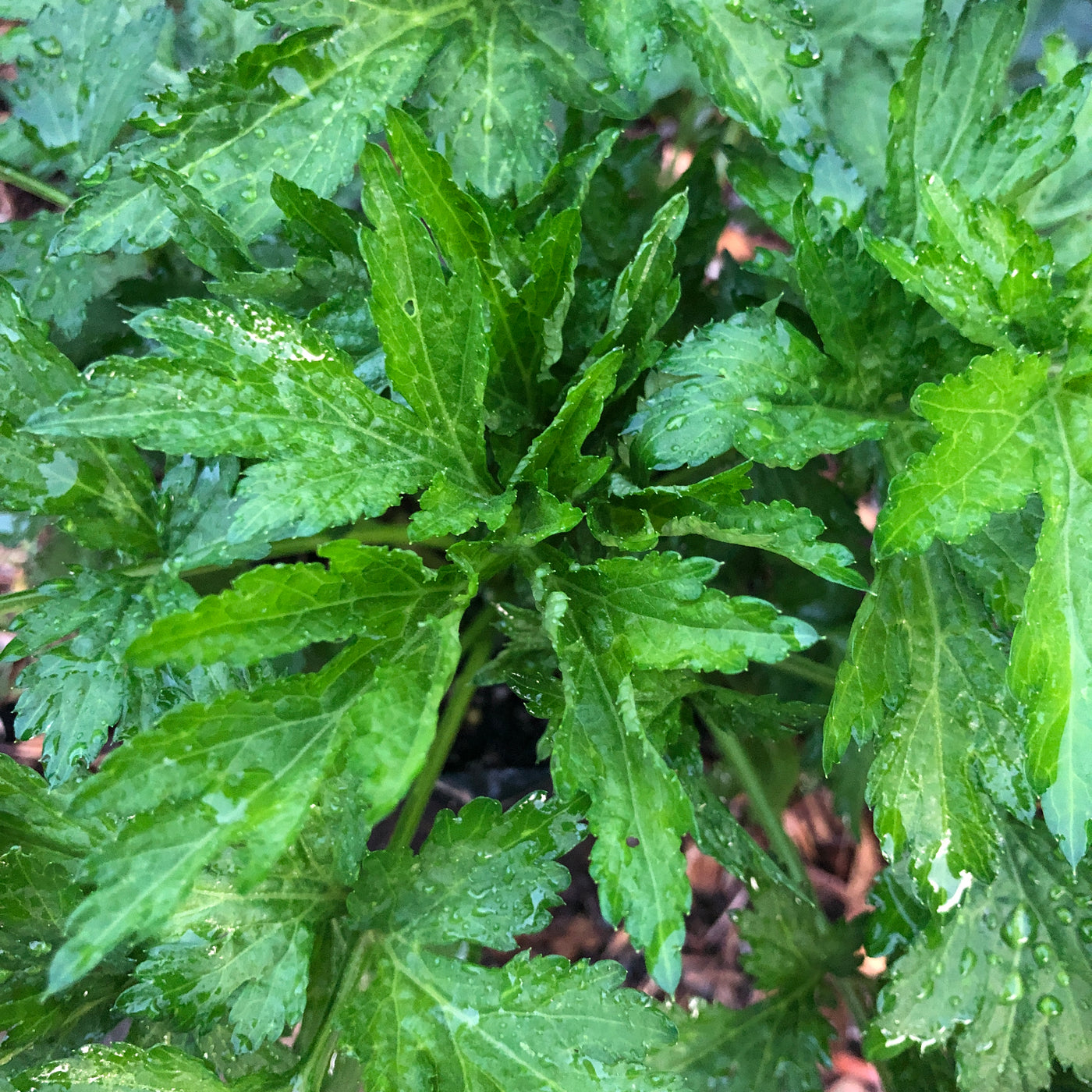 Puriri Lane | Artemisia lactiflora 