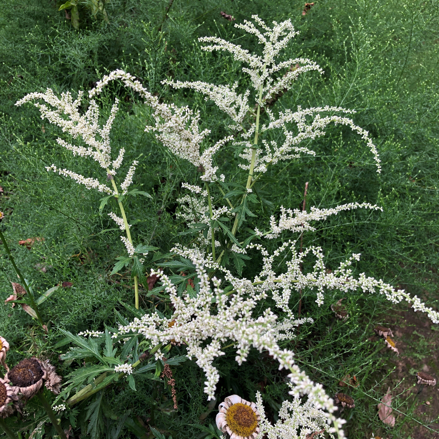 Puriri Lane | Artemisia lactiflora 