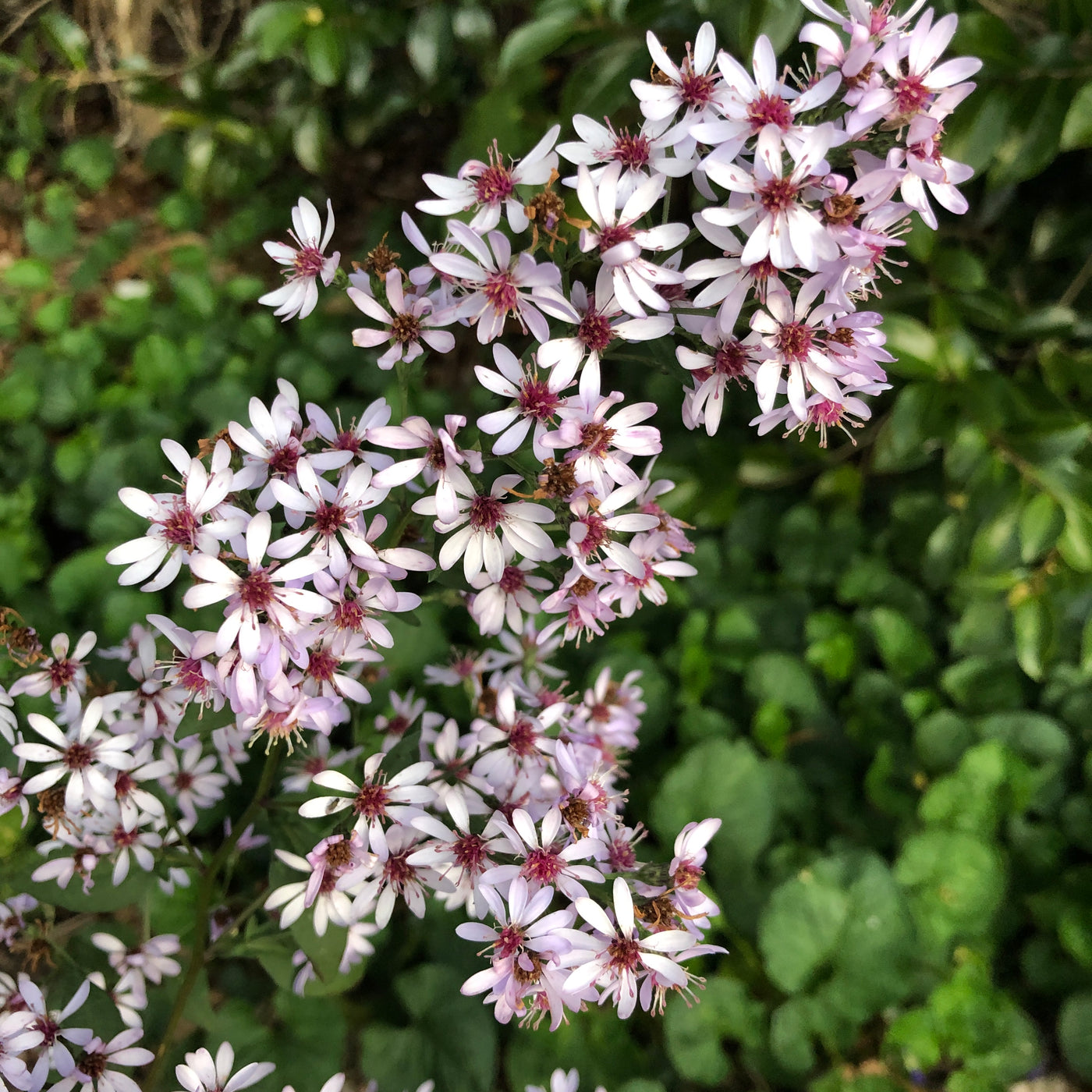Puriri Lane | Aster cordifolius | Silver Spray