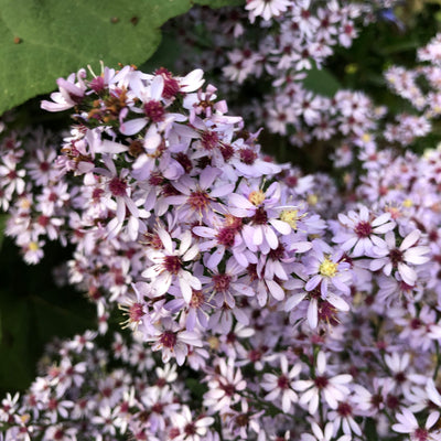 Puriri Lane | Aster cordifolius | Silver Spray