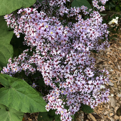 Puriri Lane | Aster cordifolius | Silver Spray