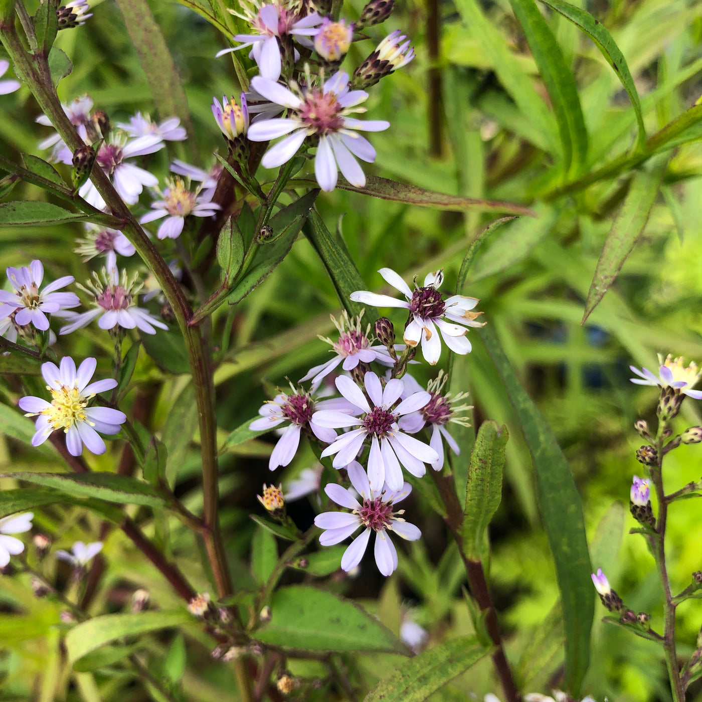 Puriri Lane | Aster cordifolius | Silver Spray