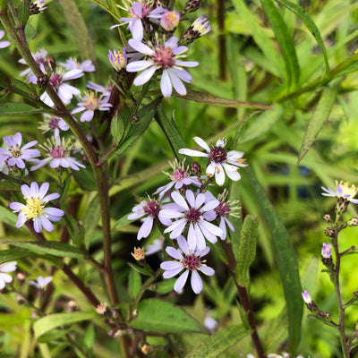 Puriri Lane | Aster cordifolius | Silver Spray