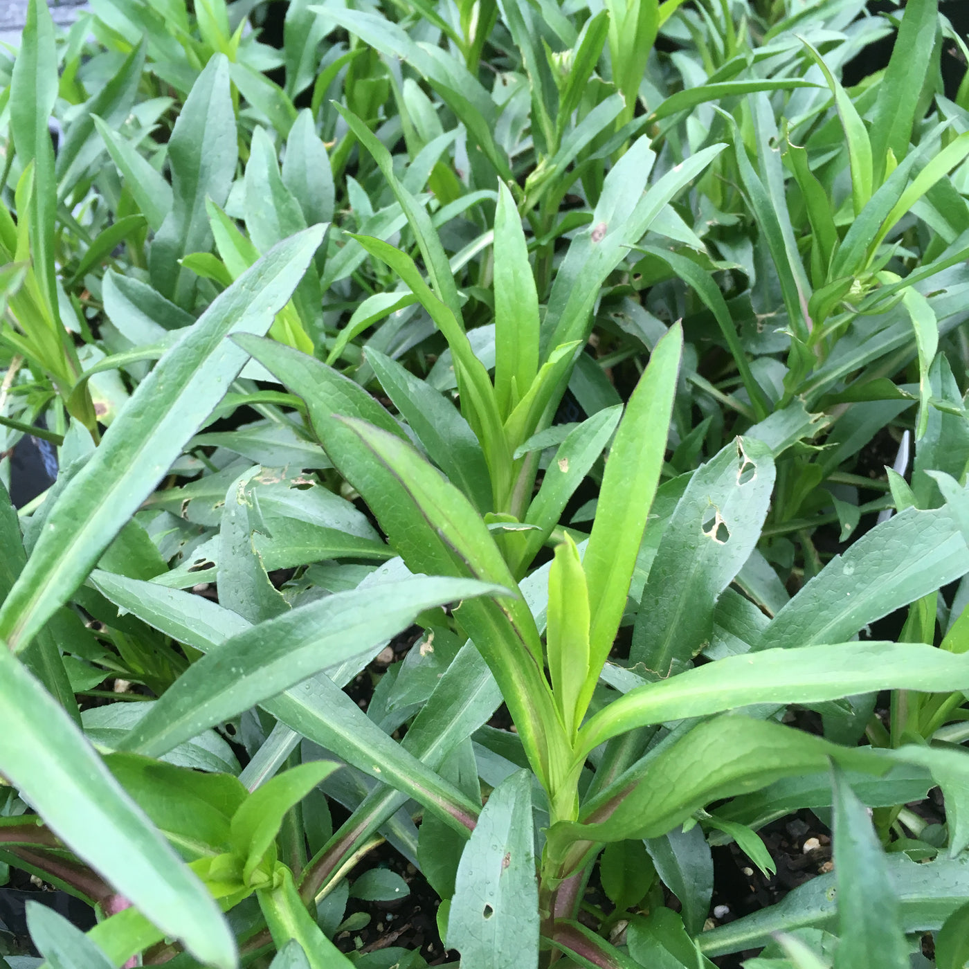 Aster novi belgii | Plenty