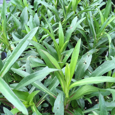 Aster novi belgii | Plenty