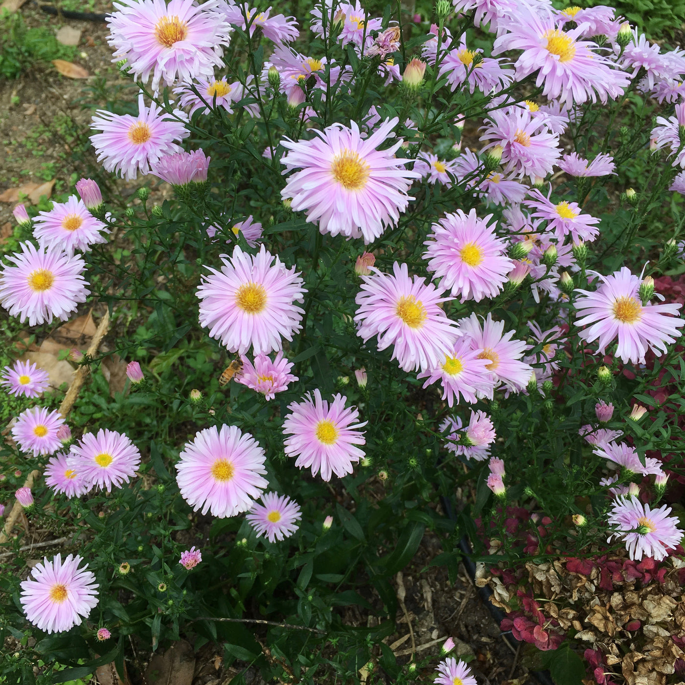 Puriri Lane | Aster novi-belgii | Pretty in pink