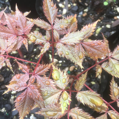 Astilbe x arendsii | Fanal