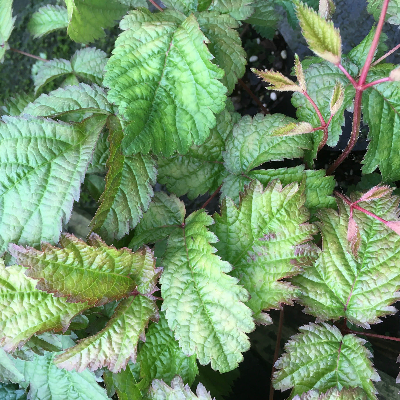 Puriri Lane | Astilbe | Thunbergii hybrid | Professor Van der Weilen