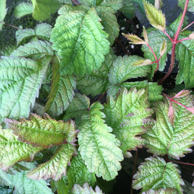 Puriri Lane | Astilbe | Thunbergii hybrid | Professor Van der Weilen