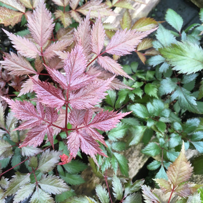 Puriri Lane | Astilbe x Arendsii | Fanal