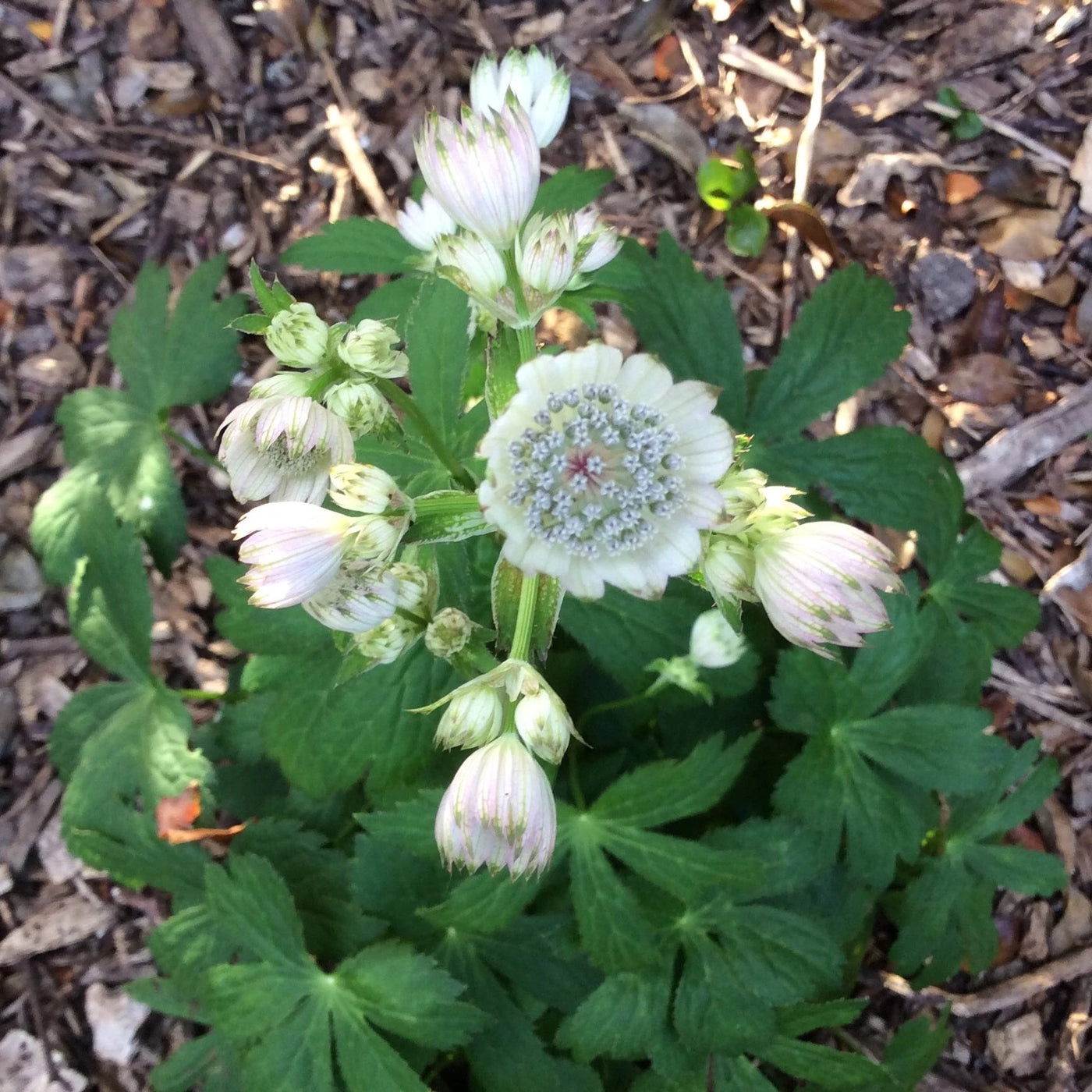 Puriri Lane | Astrantia major 