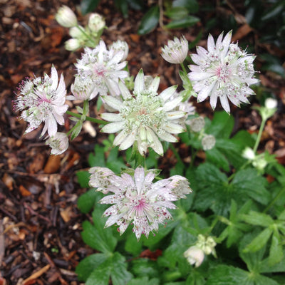 Puriri Lane | Astrantia major 